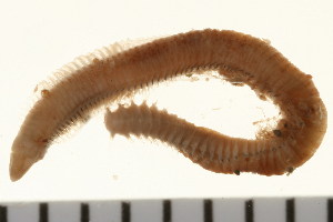  ( - HUNTSPOL0332)  @13 [ ] CreativeCommons - Attribution (2010) CBG Photography Group Centre for Biodiversity Genomics