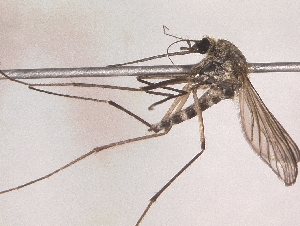  (Aedes sp - Chu_Ocsp_04)  @14 [ ] Unspecified (default): All Rights Reserved  Unspecified Unspecified