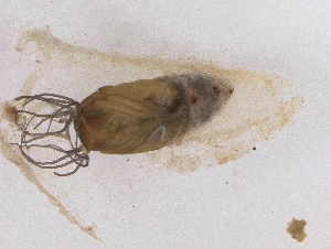  ( - Chu_Sinoe_02)  @12 [ ] Unspecified (default): All Rights Reserved  Unspecified Unspecified