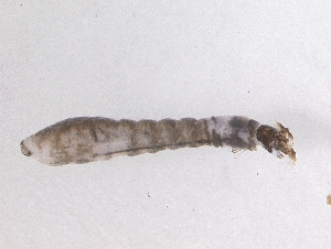  ( - Chu_Sinoe_04)  @12 [ ] Unspecified (default): All Rights Reserved  Unspecified Unspecified