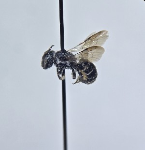  (Heriades variolosa variolosa - WRME_EJH02019)  @11 [ ] by (2025) Jason Gibbs University of Manitoba