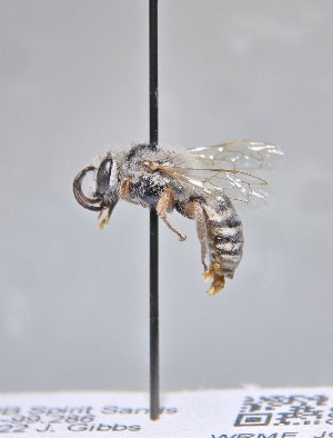  (Colletes wilmattae - WRME_JG90014)  @11 [ ] by (2025) Jason Gibbs University of Manitoba