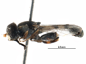  ( - BIOUG01794-F04)  @13 [ ] CreativeCommons - Attribution (2016) CBG Photography Group Centre for Biodiversity Genomics