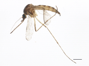  (Aedes trivittatus - BIOUG01574-C07)  @14 [ ] CreativeCommons - Attribution (2012) CBG Photography Group Centre for Biodiversity Genomics