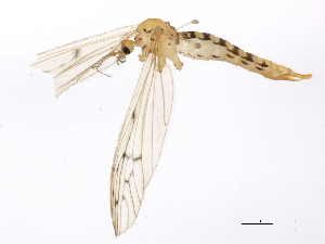  ( - BIOUG01574-C11)  @13 [ ] CreativeCommons - Attribution (2012) CBG Photography Group Centre for Biodiversity Genomics