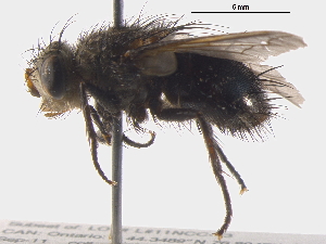  ( - BIOUG01773-G09)  @12 [ ] CreativeCommons - Attribution (2012) CBG Photography Group Centre for Biodiversity Genomics