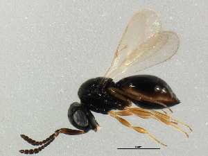  ( - BIOUG01572-F11)  @13 [ ] CreativeCommons - Attribution (2012) CBG Photography Group Centre for Biodiversity Genomics