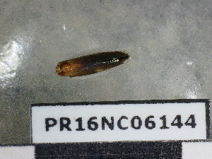  (Dryadaula nr. terpsichorella - PR16NC06144)  @11 [ ] Copyright (2020) Rodolphe Rougerie Museum national d'Histoire naturelle
