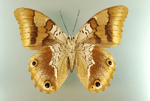  ( - AIV 047)  @12 [ ] Unspecified (default): All Rights Reserved  Unspecified Unspecified