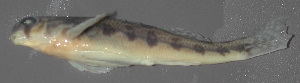  (Etheostoma simoterum - 29303.01)  @13 [ ] Unspecified (default): All Rights Reserved  Unspecified Unspecified