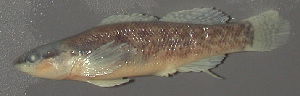  (Etheostoma olivaceum - 29792.04)  @13 [ ] Unspecified (default): All Rights Reserved  Unspecified Unspecified