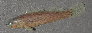  (Etheostoma forbesi - 29801.02)  @13 [ ] Unspecified (default): All Rights Reserved  Unspecified Unspecified