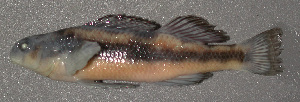  (Etheostoma duryi - 29856)  @12 [ ] Unspecified (default): All Rights Reserved  Unspecified Unspecified