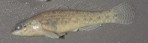  (Etheostoma neopterum - 29857.02)  @13 [ ] Unspecified (default): All Rights Reserved  Unspecified Unspecified
