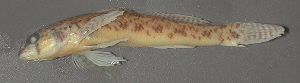  (Etheostoma olmstedi - 30346.02)  @14 [ ] Unspecified (default): All Rights Reserved  Unspecified Unspecified