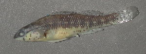 (Etheostoma mariae - 30585.03)  @13 [ ] Unspecified (default): All Rights Reserved  Unspecified Unspecified