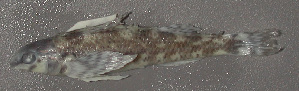  (Etheostoma lynceum - 31383.02)  @12 [ ] Unspecified (default): All Rights Reserved  Unspecified Unspecified