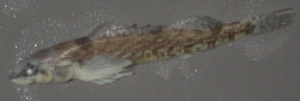  (Etheostoma collettei - 37473.01)  @12 [ ] Unspecified (default): All Rights Reserved  Unspecified Unspecified