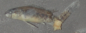  (Etheostoma collis - 46305.01)  @12 [ ] Unspecified (default): All Rights Reserved  Unspecified Unspecified
