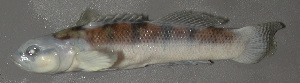  (Etheostoma brevispinum - 46452.01)  @12 [ ] Unspecified (default): All Rights Reserved  Unspecified Unspecified