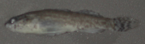  (Etheostoma ditrema - 46695.01)  @11 [ ] Unspecified (default): All Rights Reserved  Unspecified Unspecified