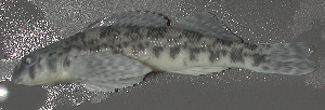  (Etheostoma rupestre - 46735.01)  @14 [ ] Unspecified (default): All Rights Reserved  Unspecified Unspecified