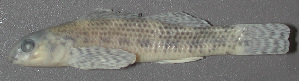  (Etheostoma podostemone - 46777.05)  @13 [ ] Unspecified (default): All Rights Reserved  Unspecified Unspecified