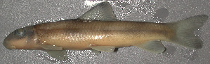  (Moxostoma ariommum - 46790)  @12 [ ] Unspecified (default): All Rights Reserved  Unspecified Unspecified