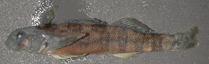  (Etheostoma blennioides - 47713.01)  @13 [ ] Unspecified (default): All Rights Reserved  Unspecified Unspecified