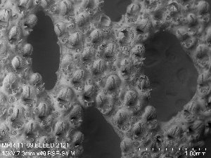  (Reteporella beaniana - ZMBN_155064)  @11 [ ] Creative Commons BY SA (2023) University of Oslo Natural History Museum