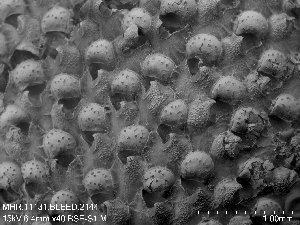  (Rhamphostomella hincksi - ZMBN_143686)  @11 [ ] Creative Commons BY SA (2023) University of Oslo Natural History Museum