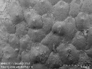  (Schizoporella elmwoodiae - ZMBN_143700)  @11 [ ] Creative Commons BY SA (2023) University of Oslo Natural History Museum