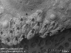  (Doryporella spathulifera - ZMBN_143691)  @11 [ ] Creative Commons BY SA (2023) University of Oslo Natural History Museum