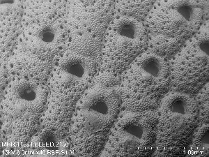  ( - ZMBN_143697)  @11 [ ] Creative Commons BY SA (2023) University of Oslo Natural History Museum