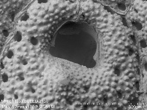  (Fatkullinidae - ZMBN_143697)  @11 [ ] Creative Commons BY SA (2023) University of Oslo Natural History Museum