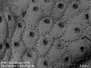  (Hincksipora spinulifera - ZMBN_143687)  @11 [ ] Creative Commons BY SA (2023) University of Oslo Natural History Museum