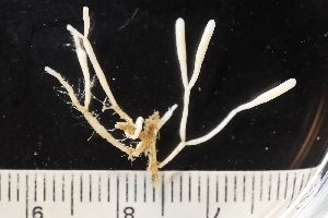  (Cellaria sinuosa - NTNU-VM-85890)  @11 [ ] Creative Commons BY SA (2024) University of Bergen Natural History Collections