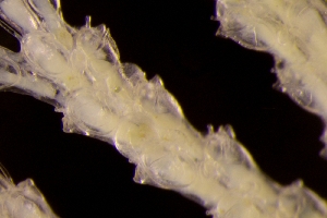  ( - ZMBN_146080)  @11 [ ] Creative Commons BY SA (2024) University of Bergen Natural History Collections