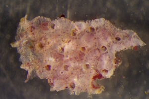  ( - ZMBN_147752)  @11 [ ] Creative Commons BY SA (2024) University of Bergen Natural History Collections