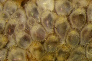  (Escharella ventricosa - ZMBN_147753)  @11 [ ] Creative Commons BY SA (2024) University of Bergen Natural History Collections