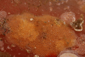  ( - ZMBN_162148)  @11 [ ] Creative Commons BY SA (2024) University of Bergen Natural History Collections