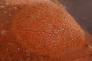  ( - ZMBN_162149)  @11 [ ] Creative Commons BY SA (2024) University of Bergen Natural History Collections