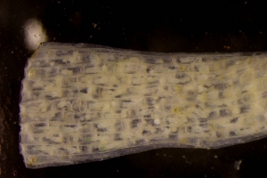  ( - ZMBN_162186)  @11 [ ] Creative Commons BY SA (2024) University of Bergen Natural History Collections