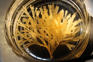  ( - ZMBN_162186)  @11 [ ] Creative Commons BY SA (2024) University of Bergen Natural History Collections