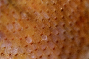  ( - ZMBN_165989)  @11 [ ] Creative Commons BY SA (2024) University of Bergen Natural History Collections