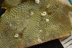  (Electra - ZMBN_166007)  @11 [ ] Creative Commons BY SA (2024) University of Bergen Natural History Collections