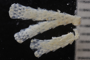  ( - ZMBN_166038)  @11 [ ] Creative Commons BY SA (2024) University of Bergen Natural History Collections