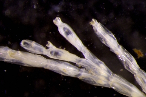  (Eucrateidae - ZMBN_166207)  @11 [ ] Creative Commons BY SA (2024) University of Bergen Natural History Collections