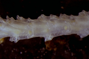  ( - ZMBN_166222)  @11 [ ] Creative Commons BY SA (2024) University of Bergen Natural History Collections