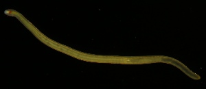  (Tetrastemma sp. SMGM004 - GLTZ-0254)  @11 [ ] Copyright (2024) Svetlana Maslakova Oregon Institute of Marine Biology